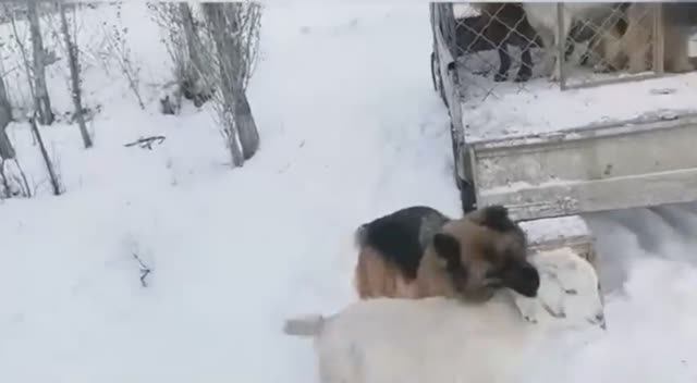 Супер пастух смотреть онлайн