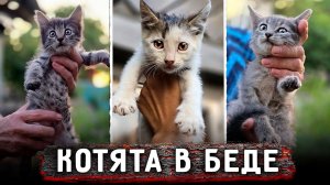 Семейство кошек в беде, их хозяйка умерла. Нужны добрые руки. Нукер с Беляшом на узи.