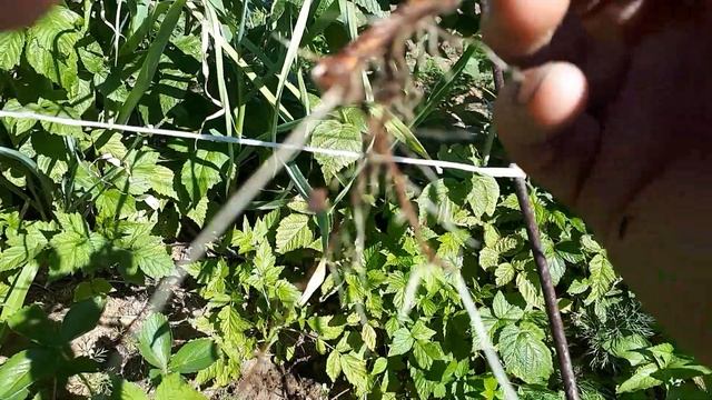 Как прорядить малину и не выкидывать поросль. смотреть онлайн