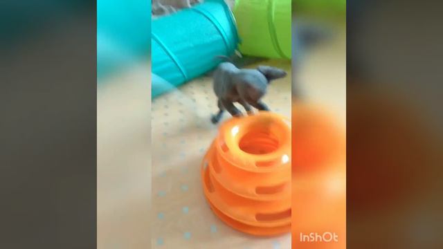 Котёнок девон-рекс Армель, 2 месяца смотреть онлайн