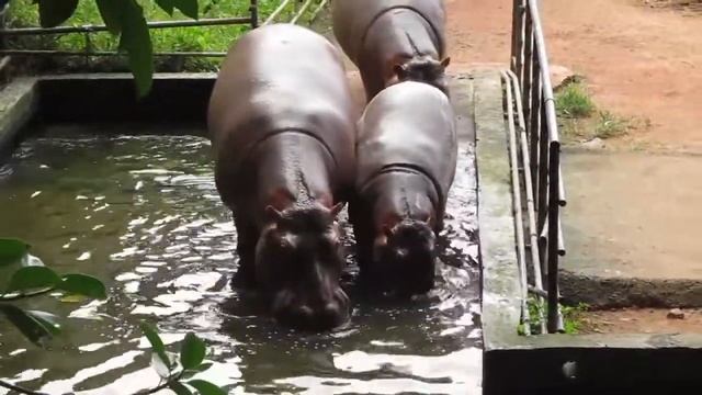 River Hippopotamus (Hippopotamus amphibius) смотреть онлайн
