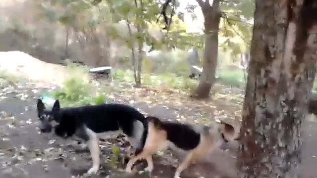 Прикол собаки