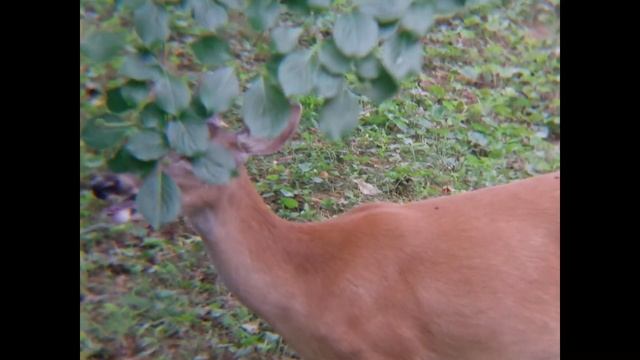 a young doe enjoying an apple '19 смотреть онлайн
