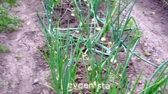 6 От ЛУКОВОЙ МУХИ и болезней смотреть онлайн
