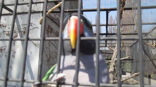 Говорящий китайский попугай смотреть онлайн