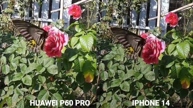 Huawei P60 PRO VS iPhone 14 camera test Comparison смотреть онлайн