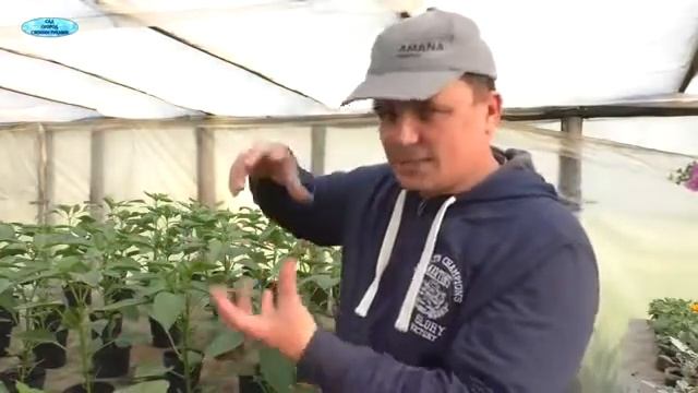Сколько перца садить в 1 лунку ?(из нашего опыта) смотреть онлайн