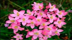 Золототысячник - Лечебные свойства и противопоказания