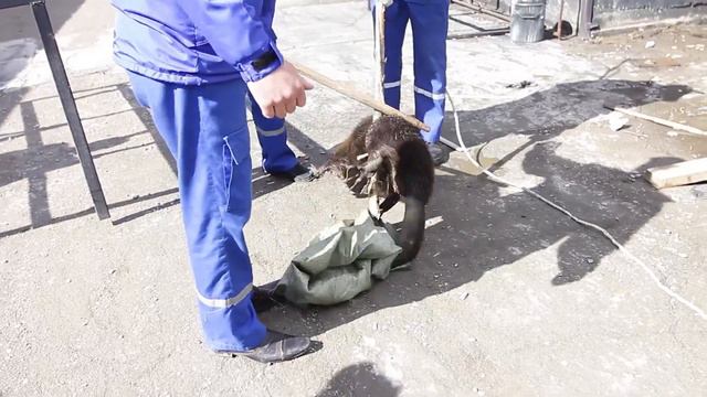 Спасение Бобра 24 04 2015 г Волхов смотреть онлайн
