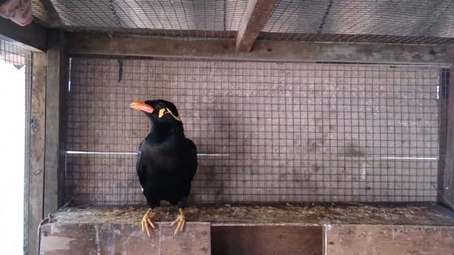 Птица-Говорун! Говорящая майна. смотреть онлайн