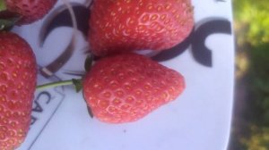 обзор ремонтного куста клубники Фурор