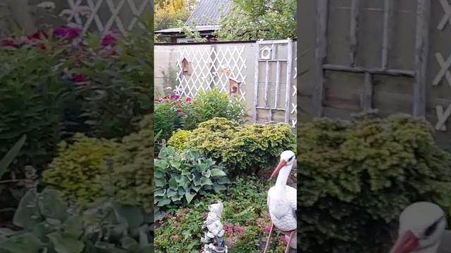 Цветы лета. смотреть онлайн