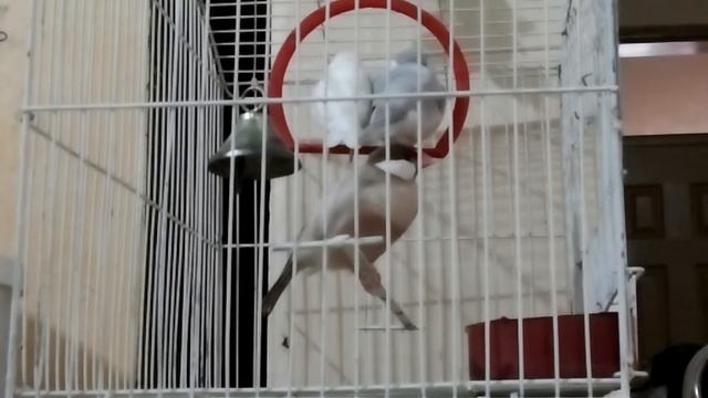 Java Sparrow mating call смотреть онлайн