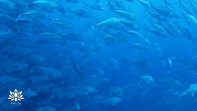 8D Style Zen 8H Musicothérapie Pour La Santé & Musique De Sommeil Pour Guérison смотреть онлайн