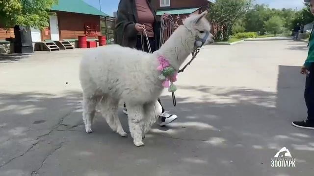 Сегодня челябинцев пригласили в зоопарк на прогулку с альпакой смотреть онлайн