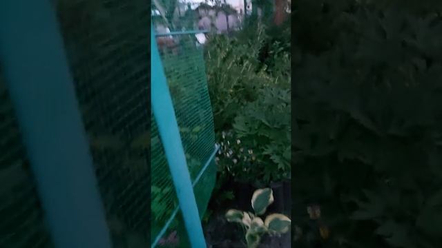 Обзор роз 20.06.21 Чип энд Дейл,Поль нерон,Нинета,Лихтинг лючия,Амбер куин смотреть онлайн