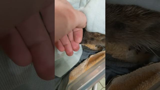 Консервирование ежей на зиму... смотреть онлайн