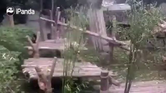 APA PANDA BALASI смотреть онлайн