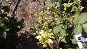 черенкование роз, питомник роз полины козловой, rozarium.biz