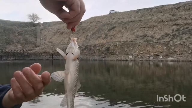 Ловля карася на блесну. #микроджигкарась смотреть онлайн