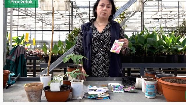 Горошек широколистный Lathyrus latifolius смотреть онлайн