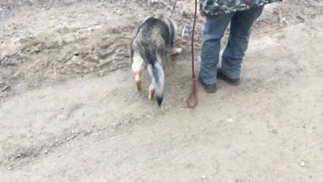 Чешский влчак Блонда 5,5мес смотреть онлайн