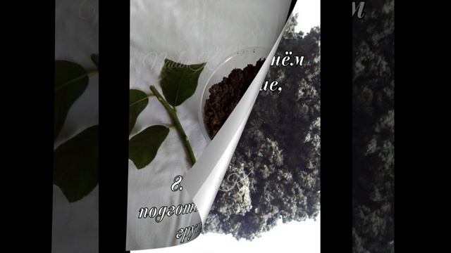 Лимон-Размножение черенками лимона правильно!!! 100 % результат смотреть онлайн