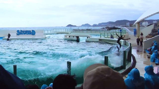 日本一有名なシャチパフォーマンス｜鴨川シーワールド смотреть онлайн