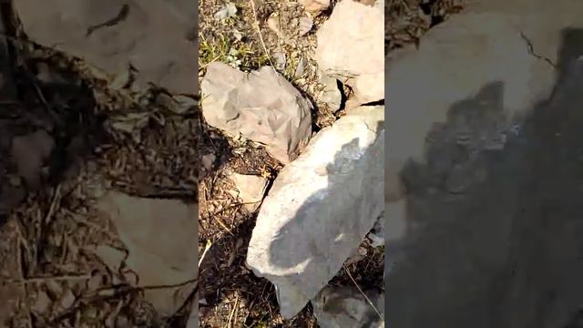 Змеи в приморье,хорольский район. смотреть онлайн