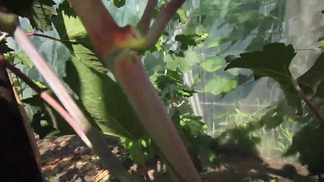 виноград Фуршетный 4 сентября 2017 смотреть онлайн