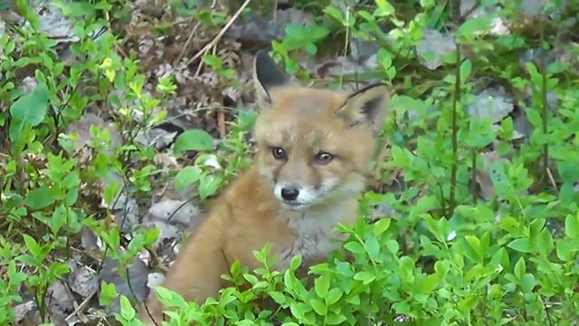 Flora and fauna of the Algarve region in southern Portugal смотреть онлайн