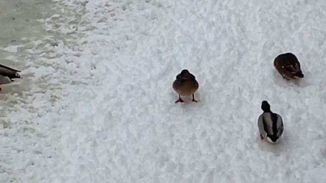 Vlog поехали в Ярославль , гулянка по городу + ресторан и отель