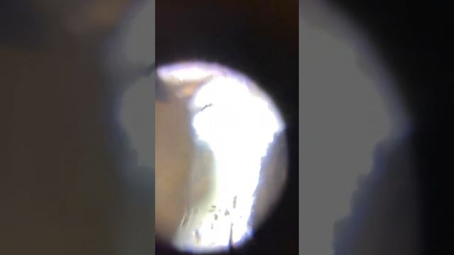 Как изучать насекомых в природе с помощью фолдскопа? смотреть онлайн