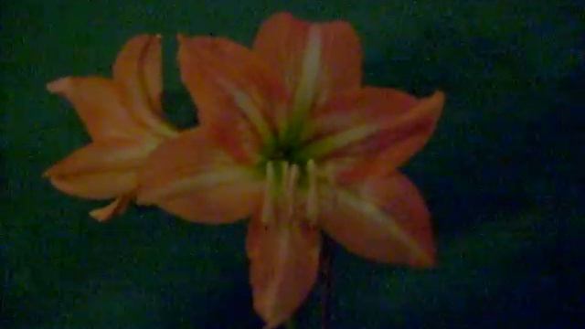 Cupido Amaryllis Hippeastrum смотреть онлайн
