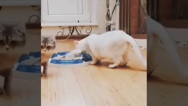 Кошка укладывает котят спать смотреть онлайн