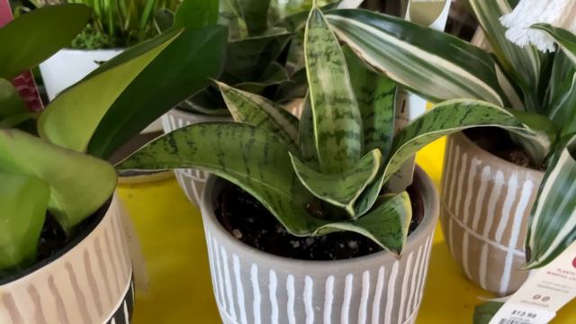 Big Box Store Plant Shopping Adventure: Lowe's vs Home Depot смотреть онлайн