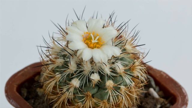 Turbinicarpus saueri flowering смотреть онлайн