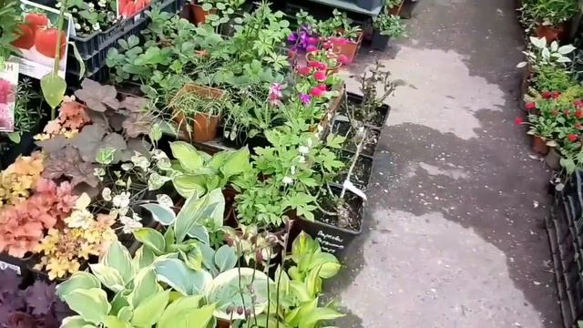 Наро-Фоминск , цветочный рынок ЗАРЕЧЬЕ , море цветов , кустов , деревьев ! ?♂️ смотреть онлайн