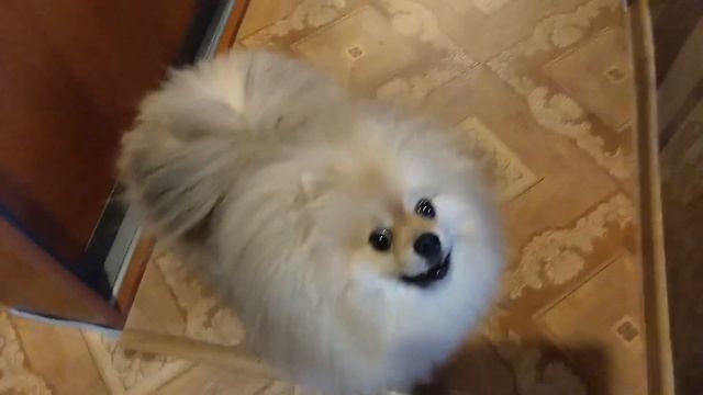 ДЭНИ ЖДЁТ СОСЕДКУ В ГОСТИ смотреть онлайн