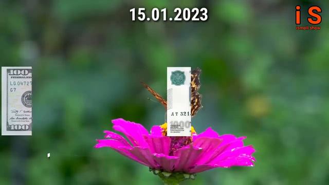 срочно курси имруза ДУСТОН смотреть онлайн