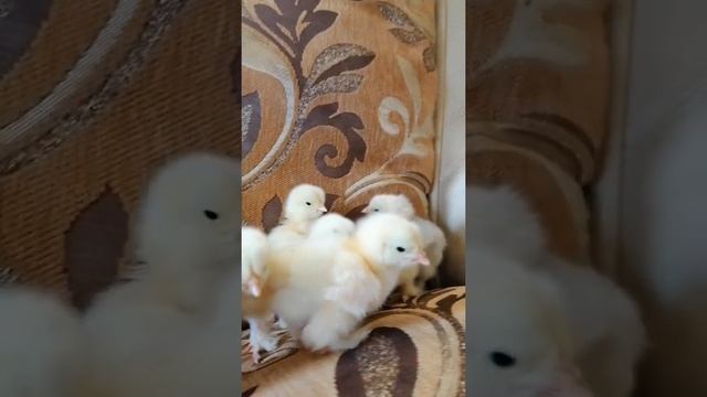 Брама Белая в нашем хозяйстве сразу две линии смотреть онлайн