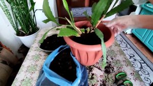 ЭПИФИЛЛУМ  пересадка, обрезка, легко укореняются. Что за пятна?