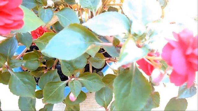 Бабочки Огонек или Ванька мокрый Бальзамин