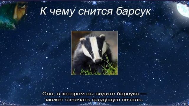 «Барсук к чему снится во сне? Если видишь во сне Барсук, что значит?» смотреть онлайн