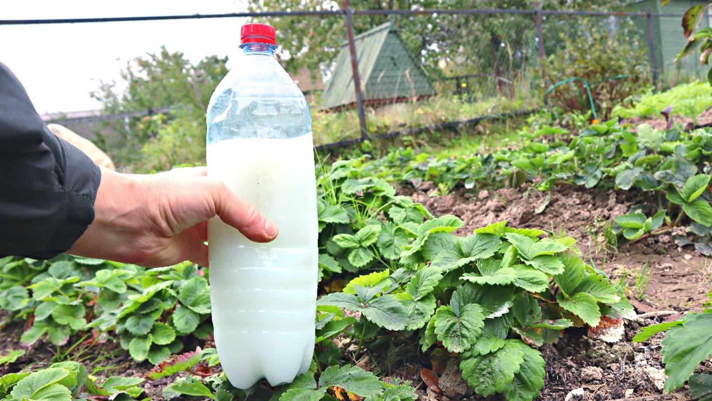 Чем опрыскать клубнику в сентябре чтобы в следующем году было много чистой ягоды? смотреть онлайн