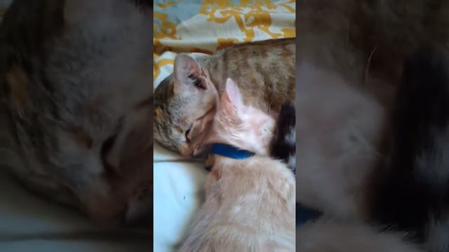 Мама и котёнок спят смотреть онлайн