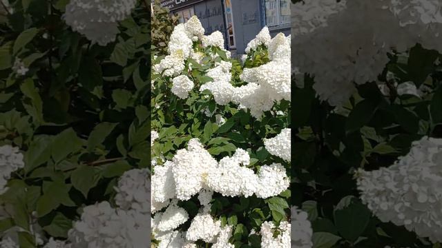 🟢 #ГОРТЕНЗИИ нашего двора. 2023год. смотреть онлайн