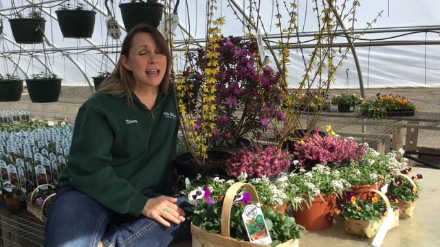 Lynwood Gold Forsythia смотреть онлайн