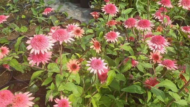 Ežiuolė (Echinacea) ‘Raspberry Truffle’ смотреть онлайн