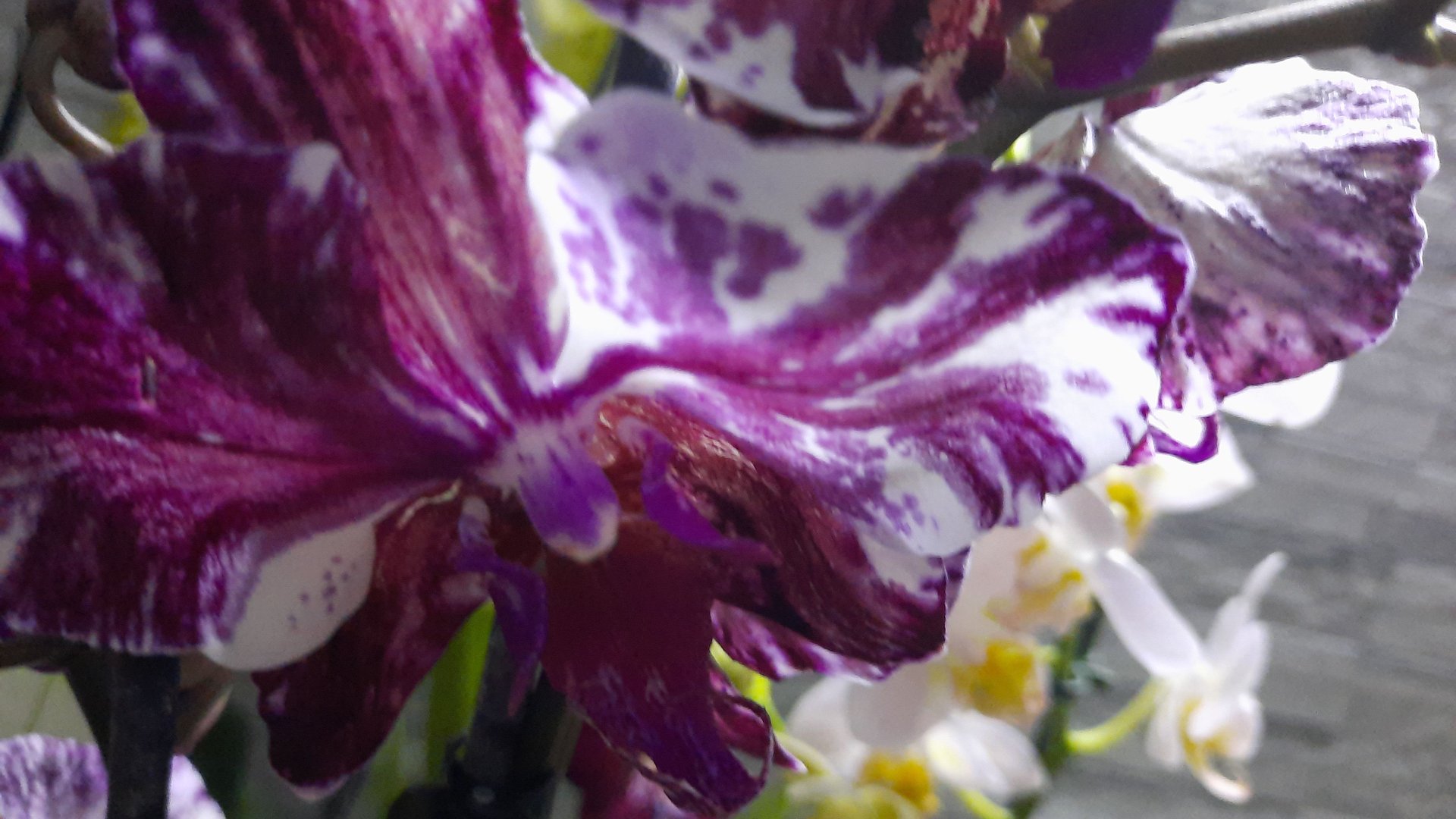 ПОКУПКИ ДНЯ.МОРЕ ОРХИДЕЙ!!!//30.04.24// смотреть онлайн